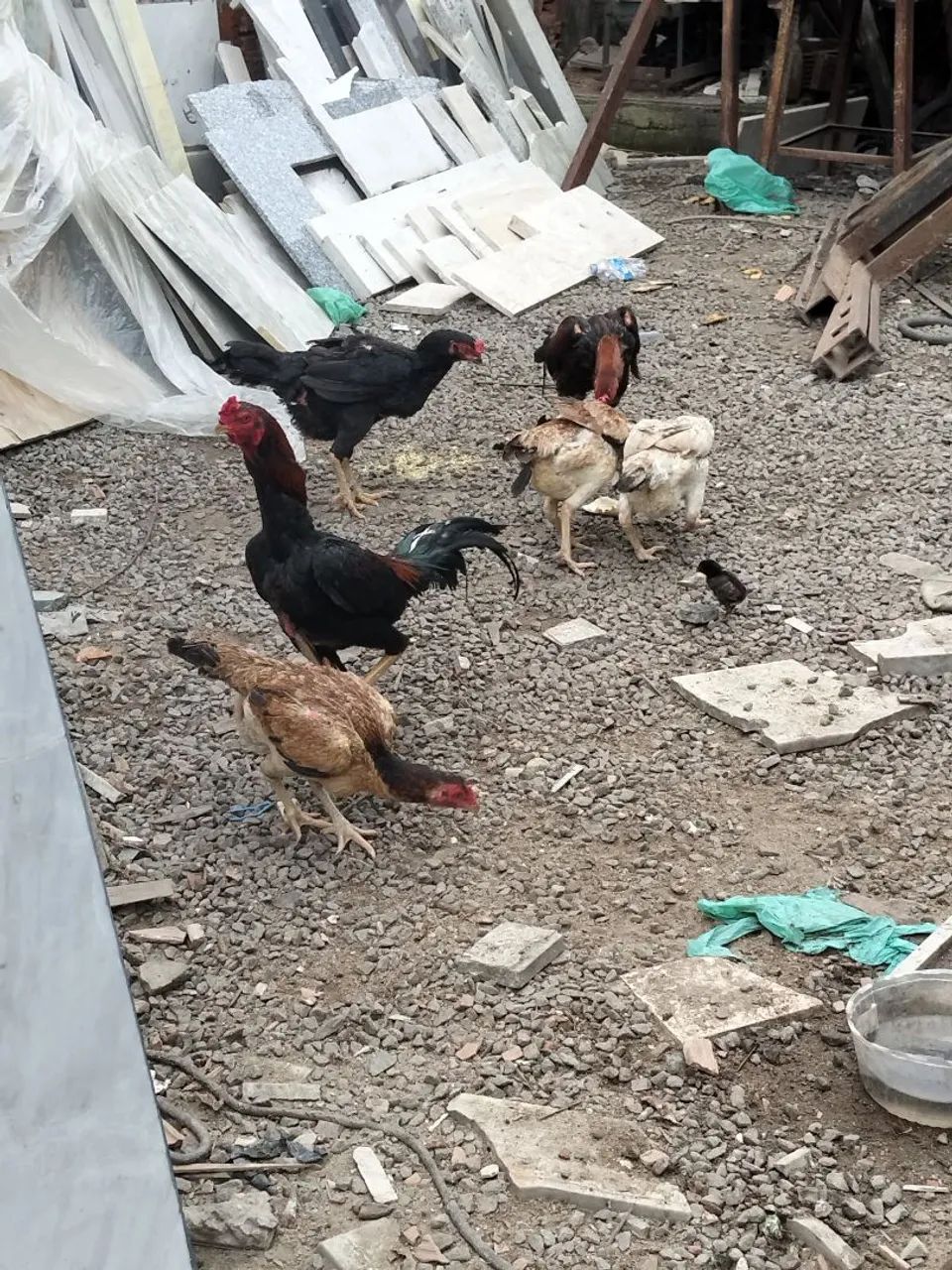 Galinhas  - Foto 2