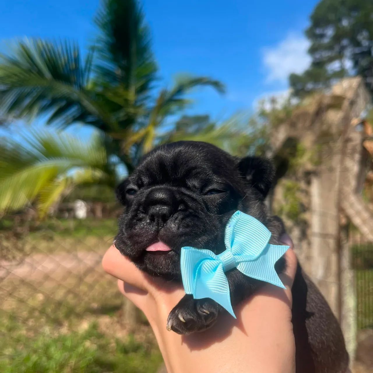 Filhote de Bulldog Francês - Foto 2