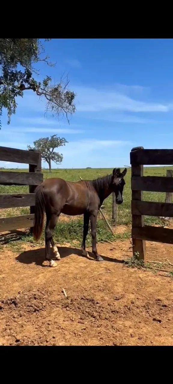 Venda-se 