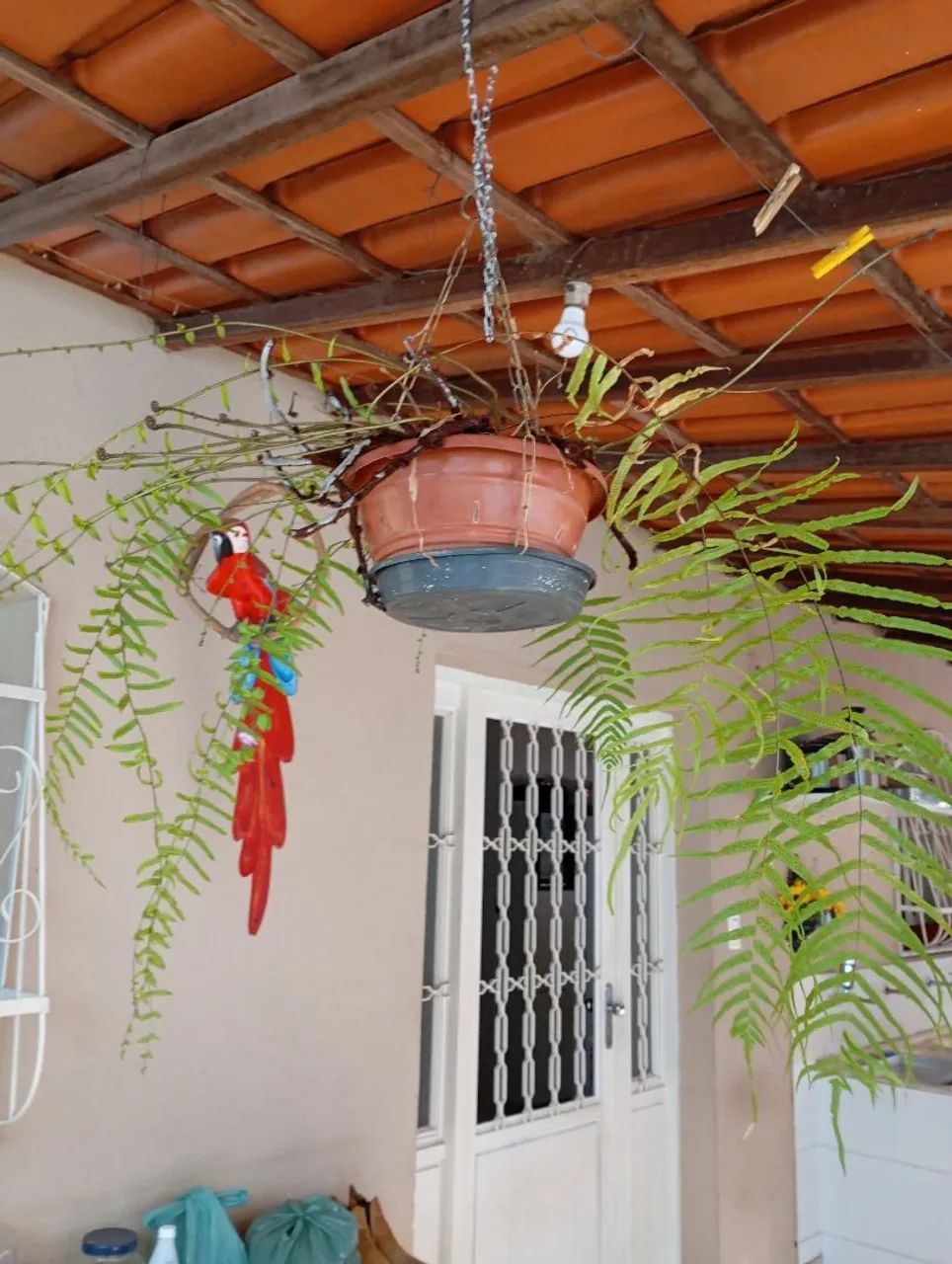 Plantas e sementes  - Foto 4