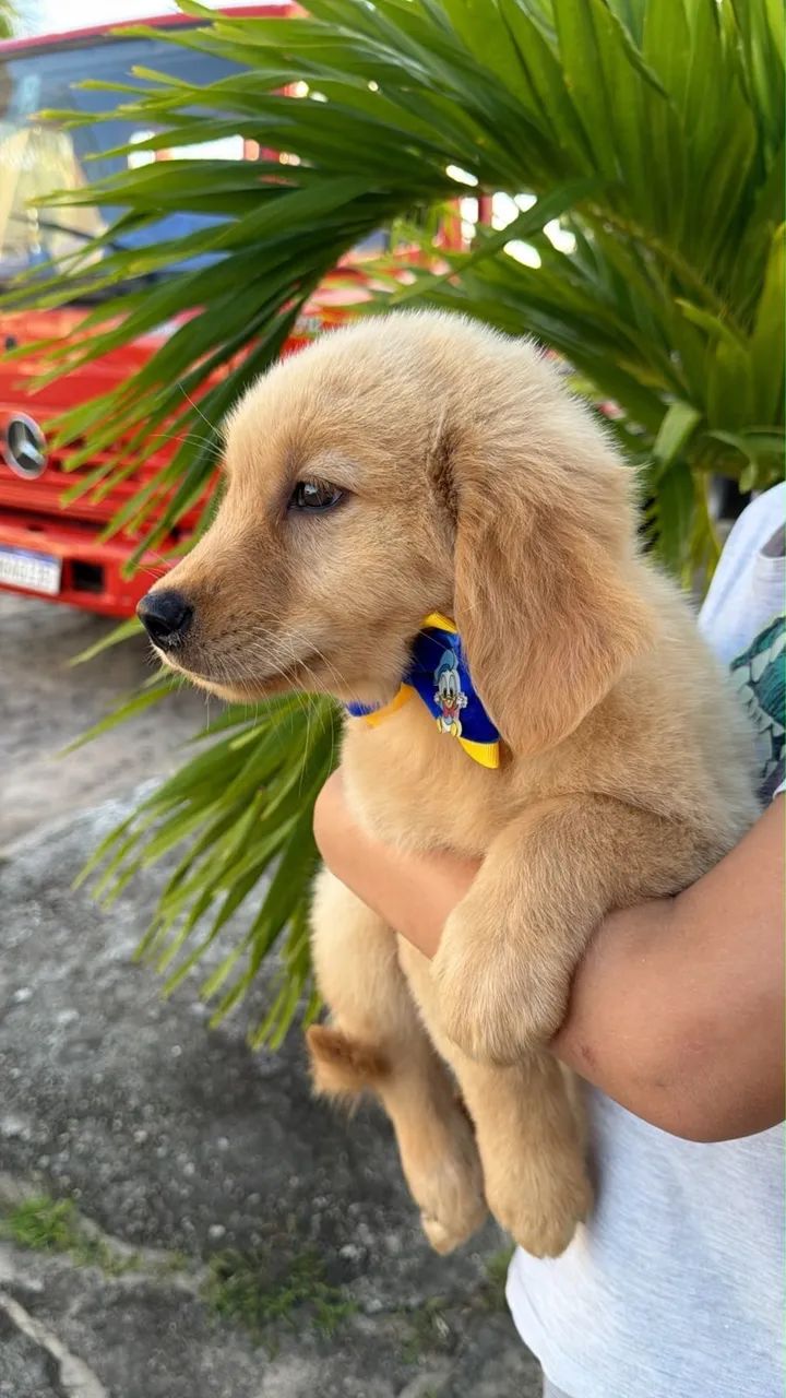 GOLDEN RETRIEVER  - Foto 3