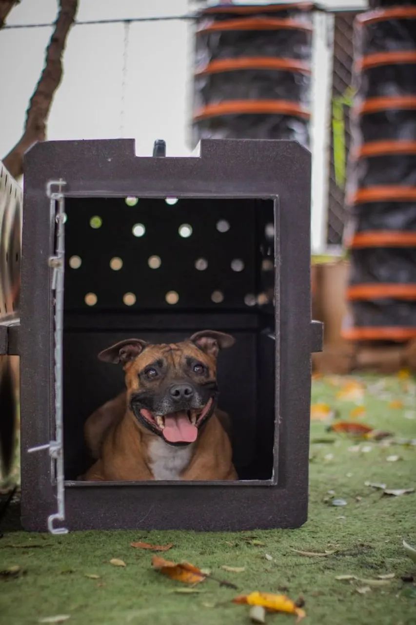 Caixa Kennel de Transporte Pet  - Foto 3