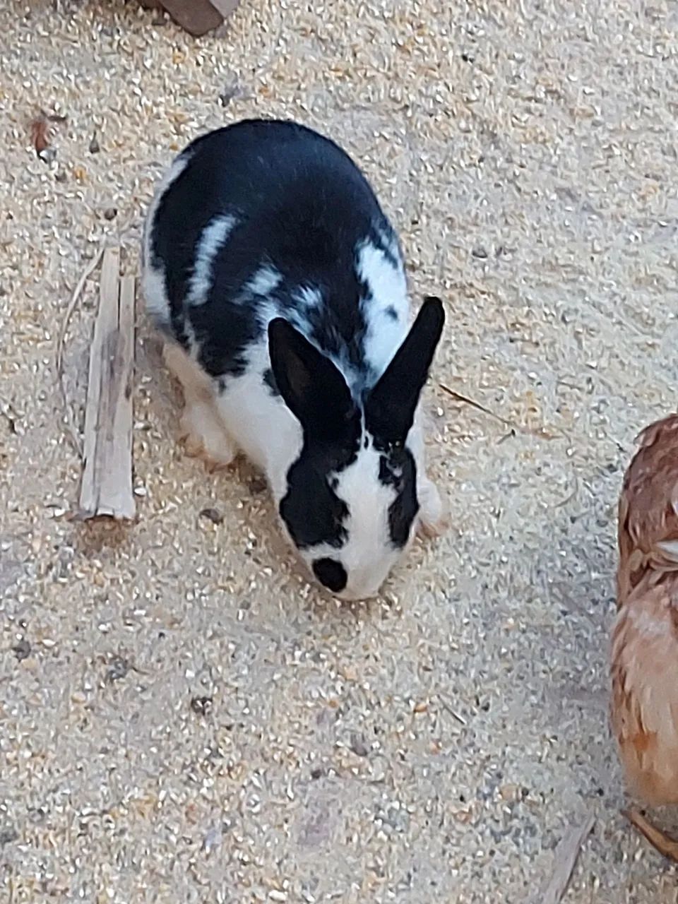 Coelho 