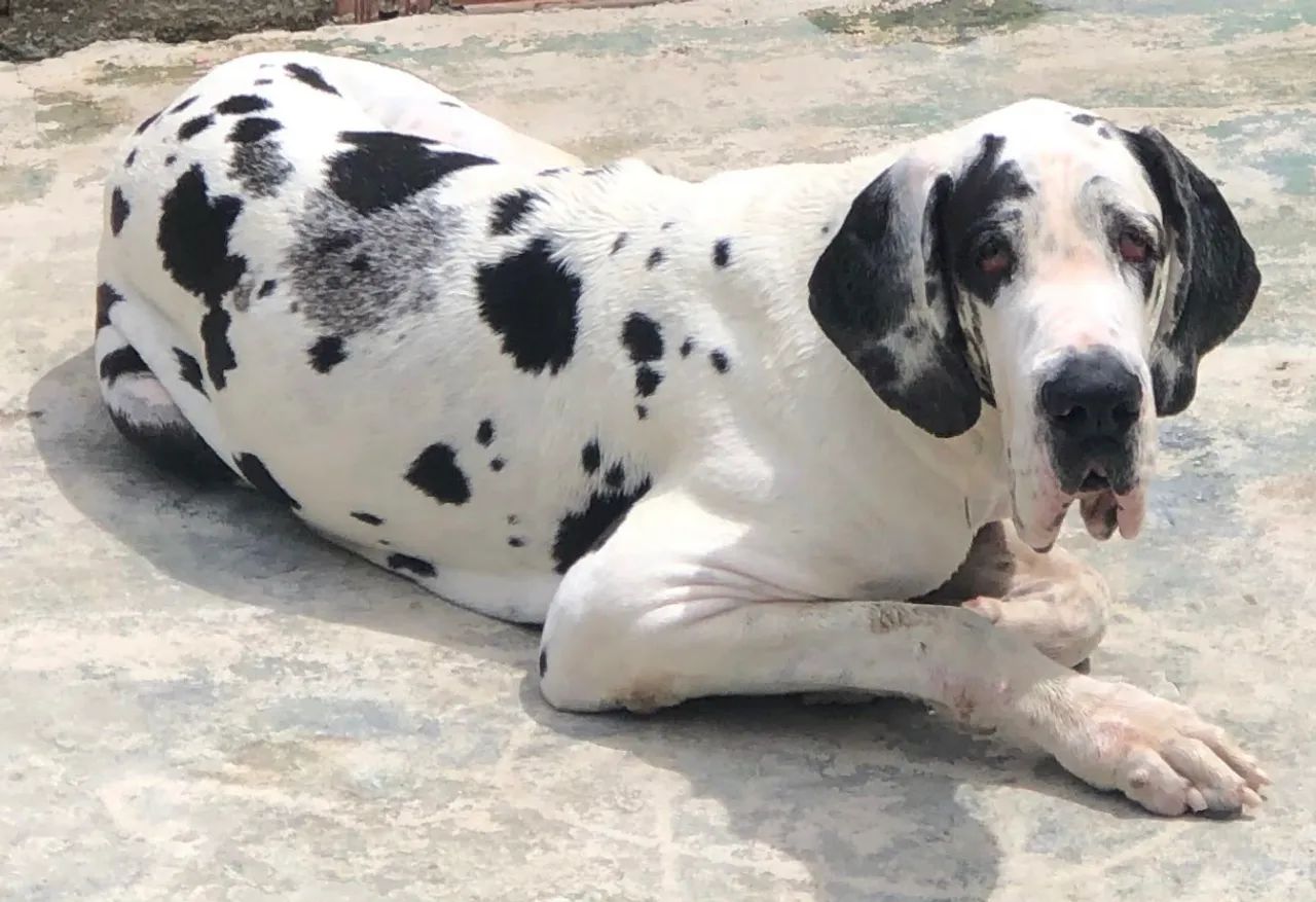 Dogue alemão  - Foto 2