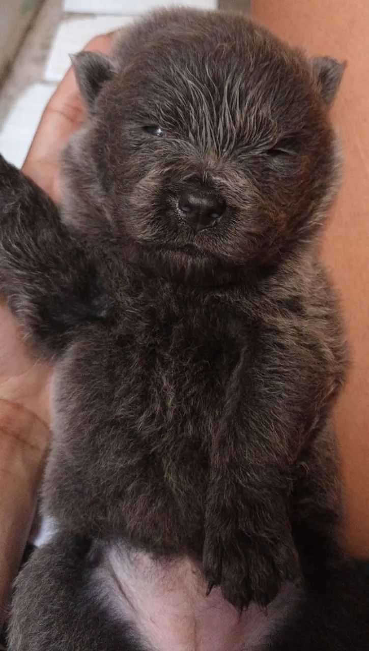 Vendo filhote de cachorro chow-chow