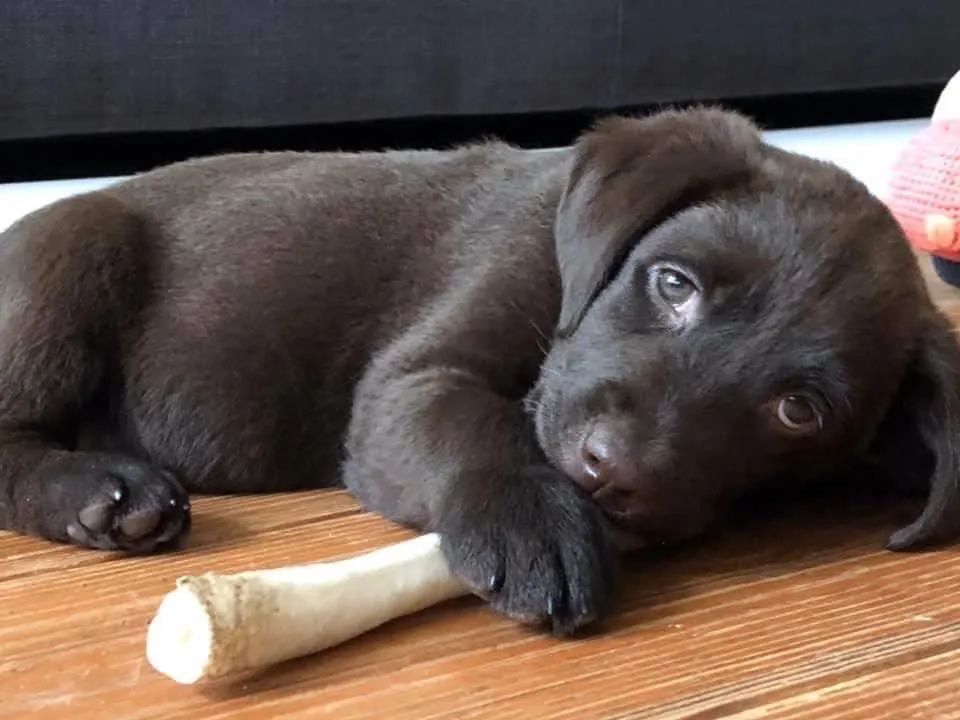 Labrador filhote 