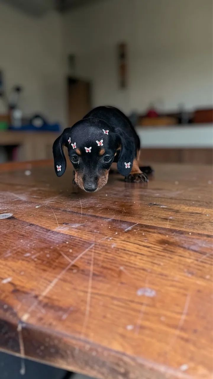 Daschund Mini  - Foto 3