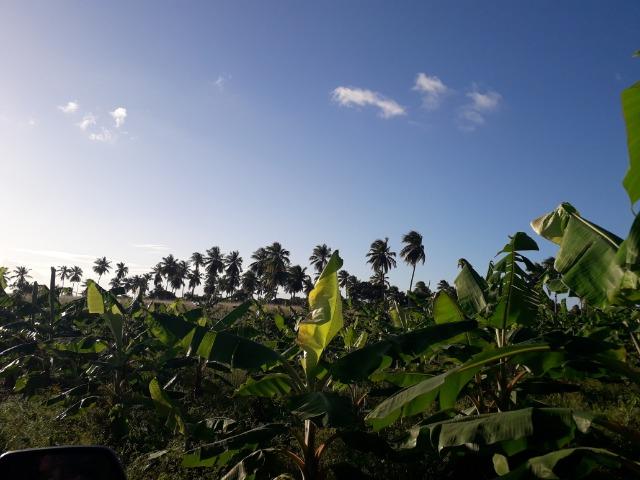 Fazenda 87,31 tarefas em Conde - Foto 10