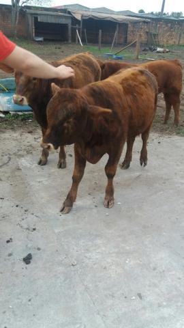 Terneiros red angus - Foto 5