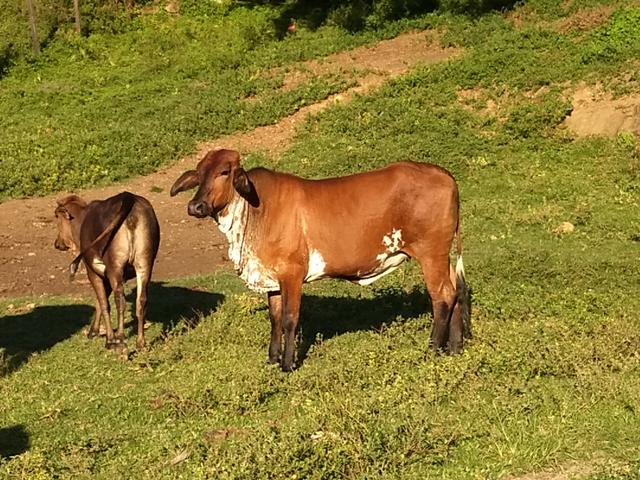 Vendo novilhas e vacas de leite - Foto 5