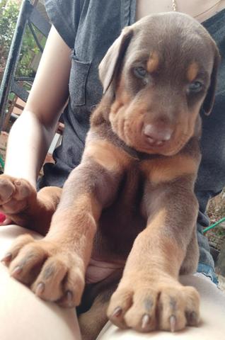 Dobermans ( LER A DESCRIÇÃO) - Foto 2