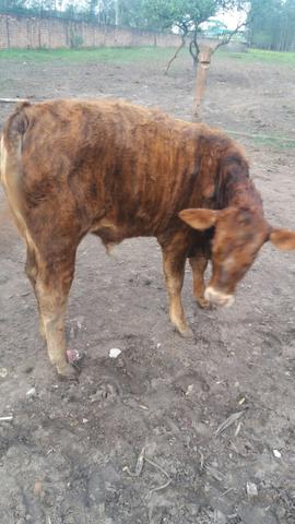 Terneiros red angus - Foto 3