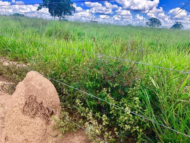 Fazenda em Paranatinga MT - Foto 13
