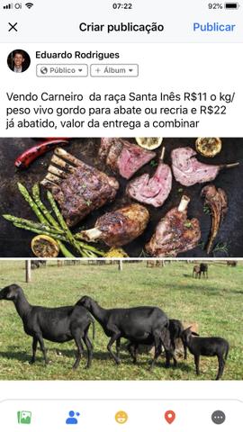 Carneiros - Foto 2