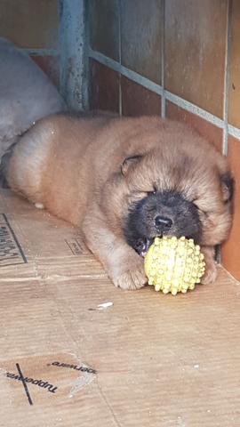 Filhotes Chow Chow - Foto 3