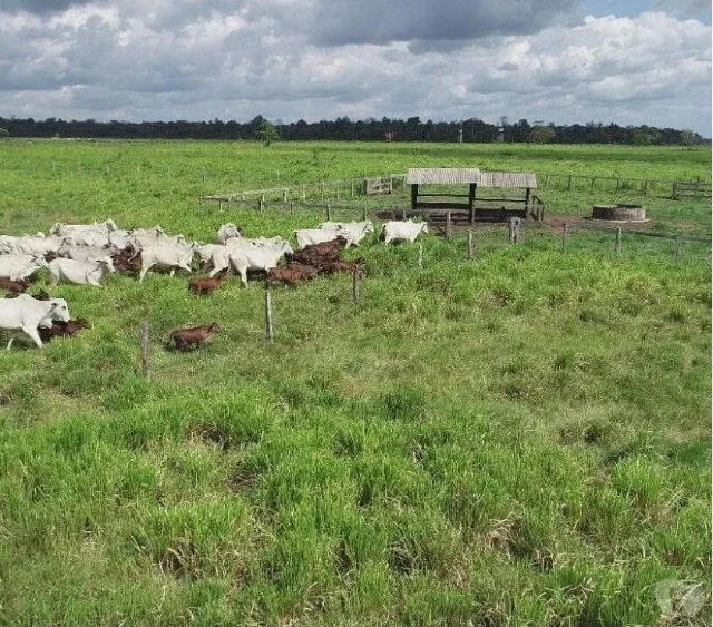 Fazenda 160 alqueires região de Paragominas-PA pronta e documentada R$8 milhões