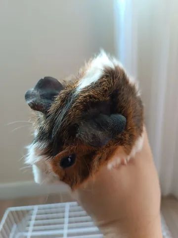 Vendo Porquinho da Índia Fêmea com Gaiola - Foto 4