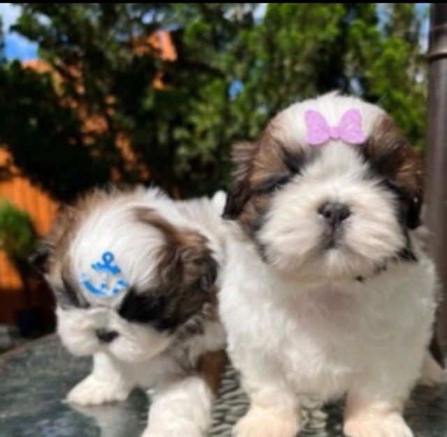 Shih Tzu - várias colorações 