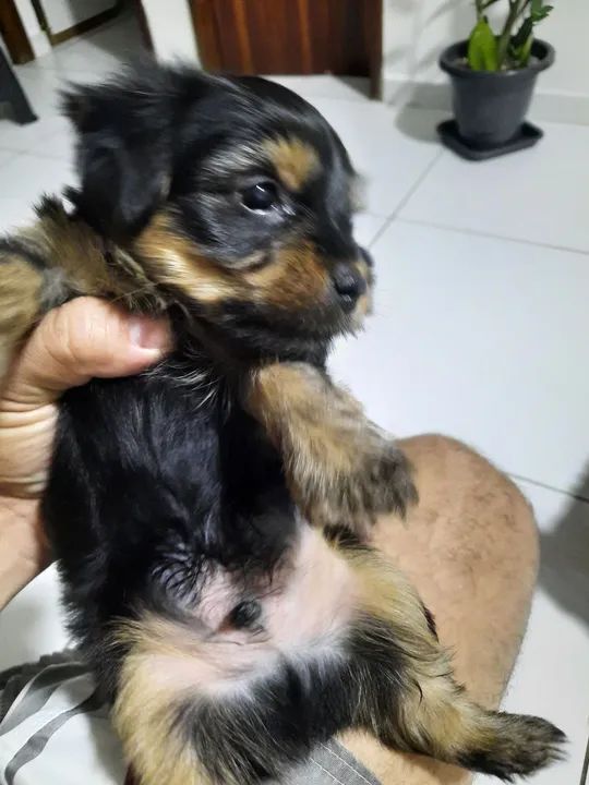 Yorkshire Terrier filhote - Foto 3