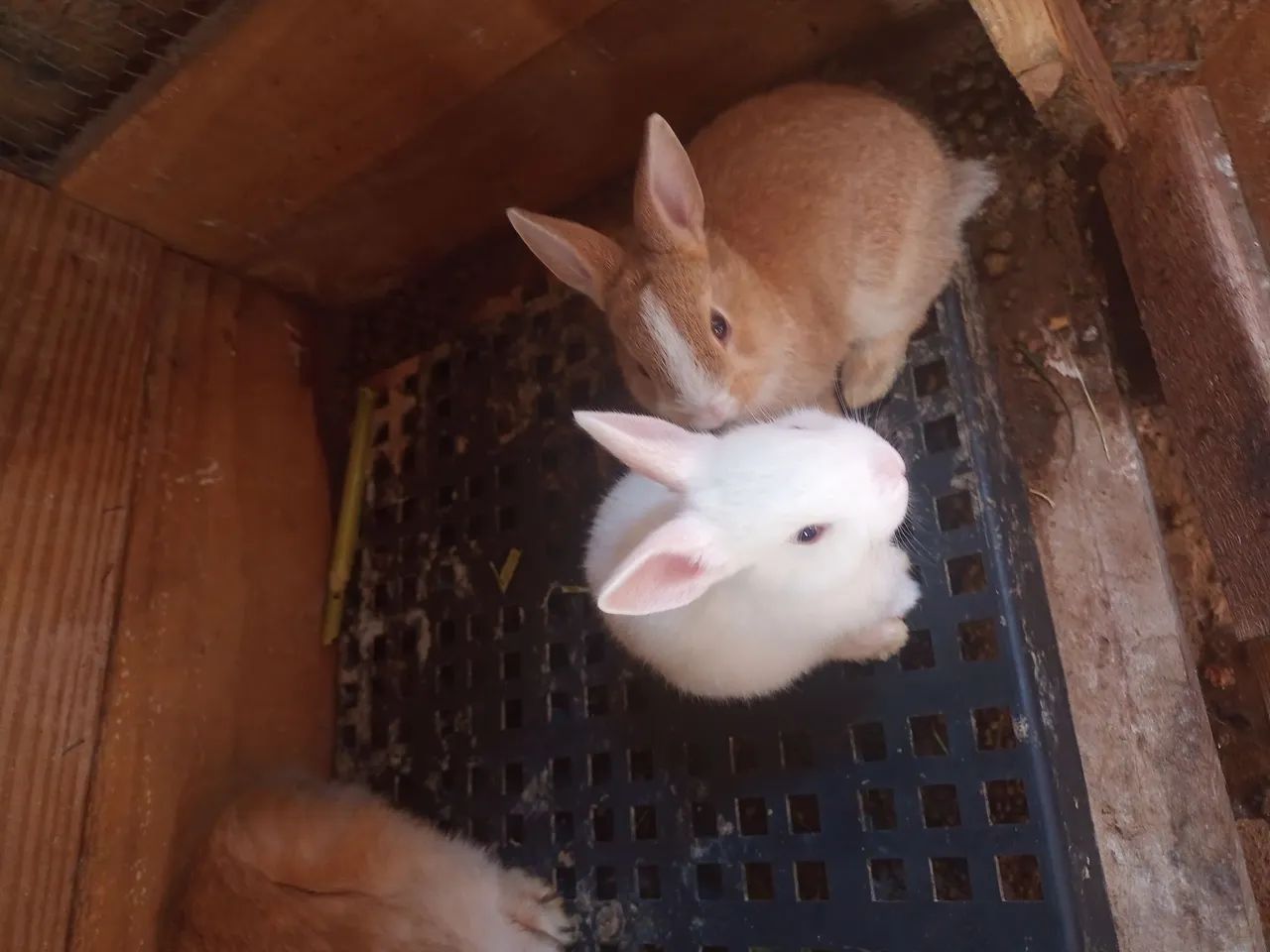 Filhotes de coelho Zona leste de São Paulo