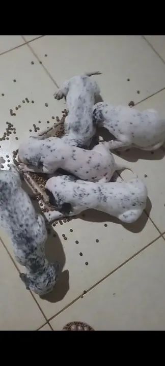 Filhotes Dálmata disponível - Foto 5