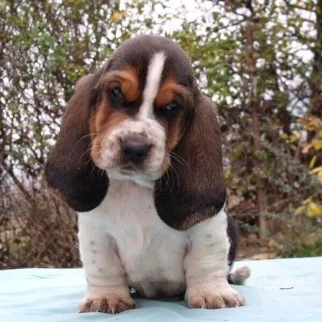 Basset olx sales