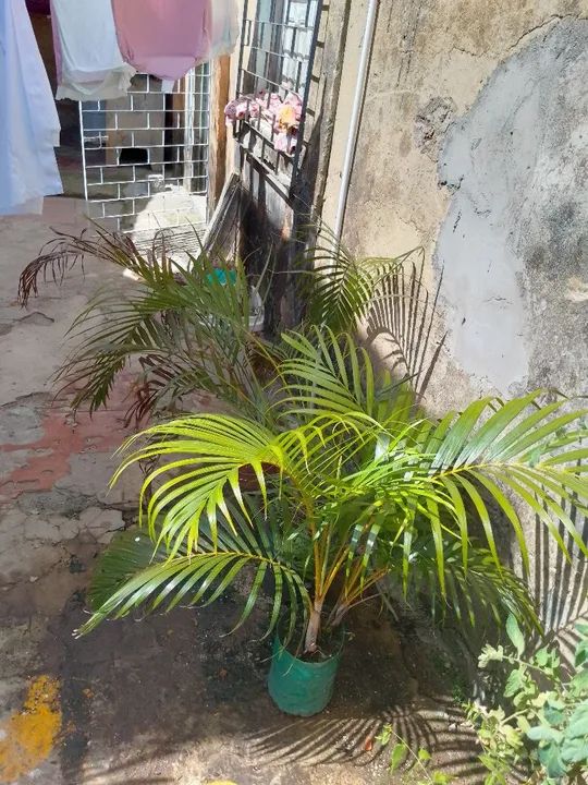 Palmeira para jardim - Foto 2