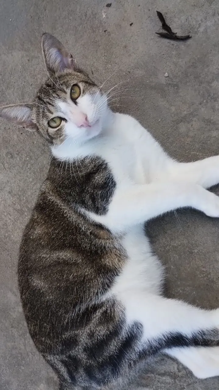 Gatinho adorável para adoção!