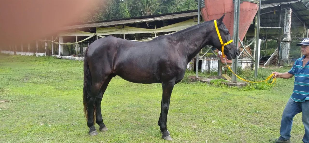 CAVALOS MANGALARGA TRÊS DE MARCHA PICADA.  - Foto 4