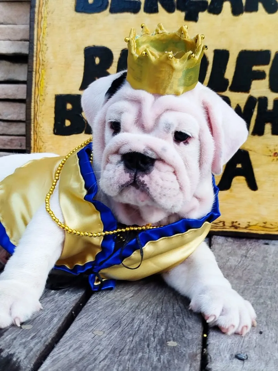 Filhotes de Bulldogue Inglês - Para pessoas exigentes