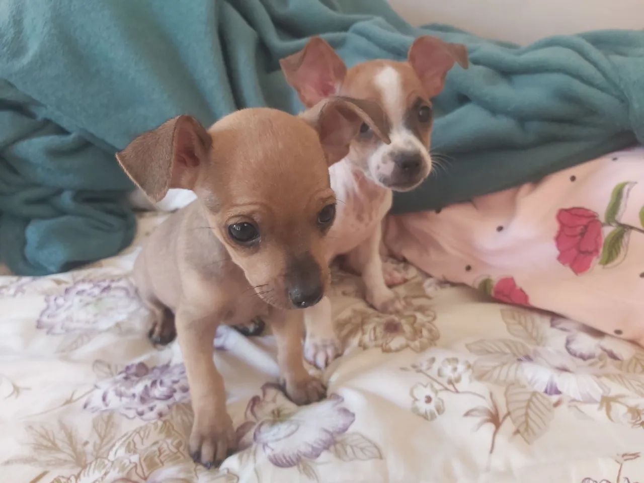 Filhotes de Chihuahua para adoção - Foto 4