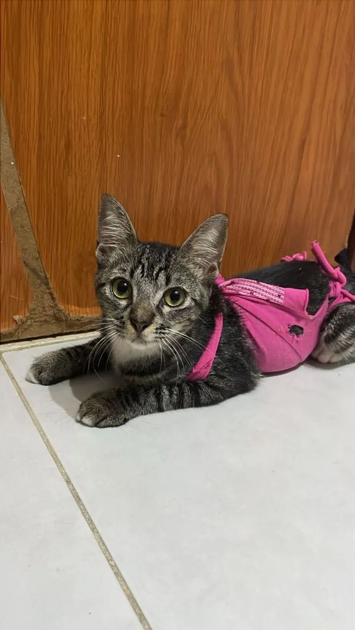 Gatinha fofa para adoção