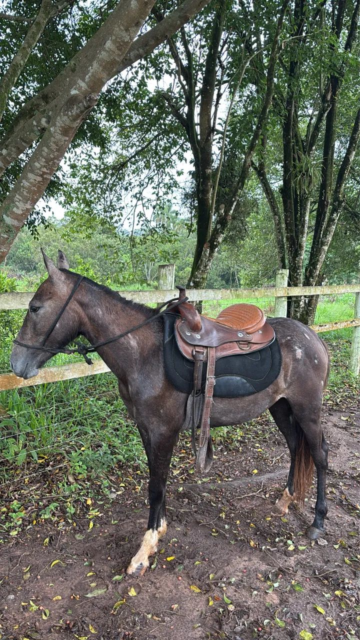 Egua piquira ponei - Foto 2