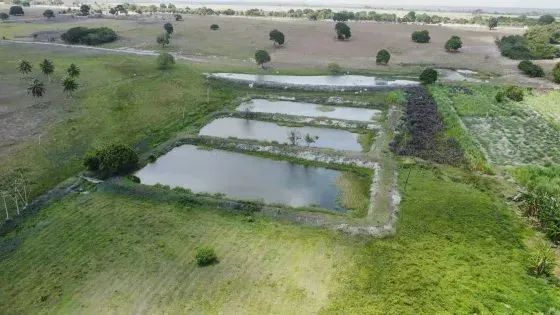 fazenda com 40 hectares em Monte Alegre