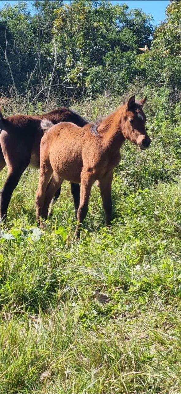 Potros à venda - Foto 4