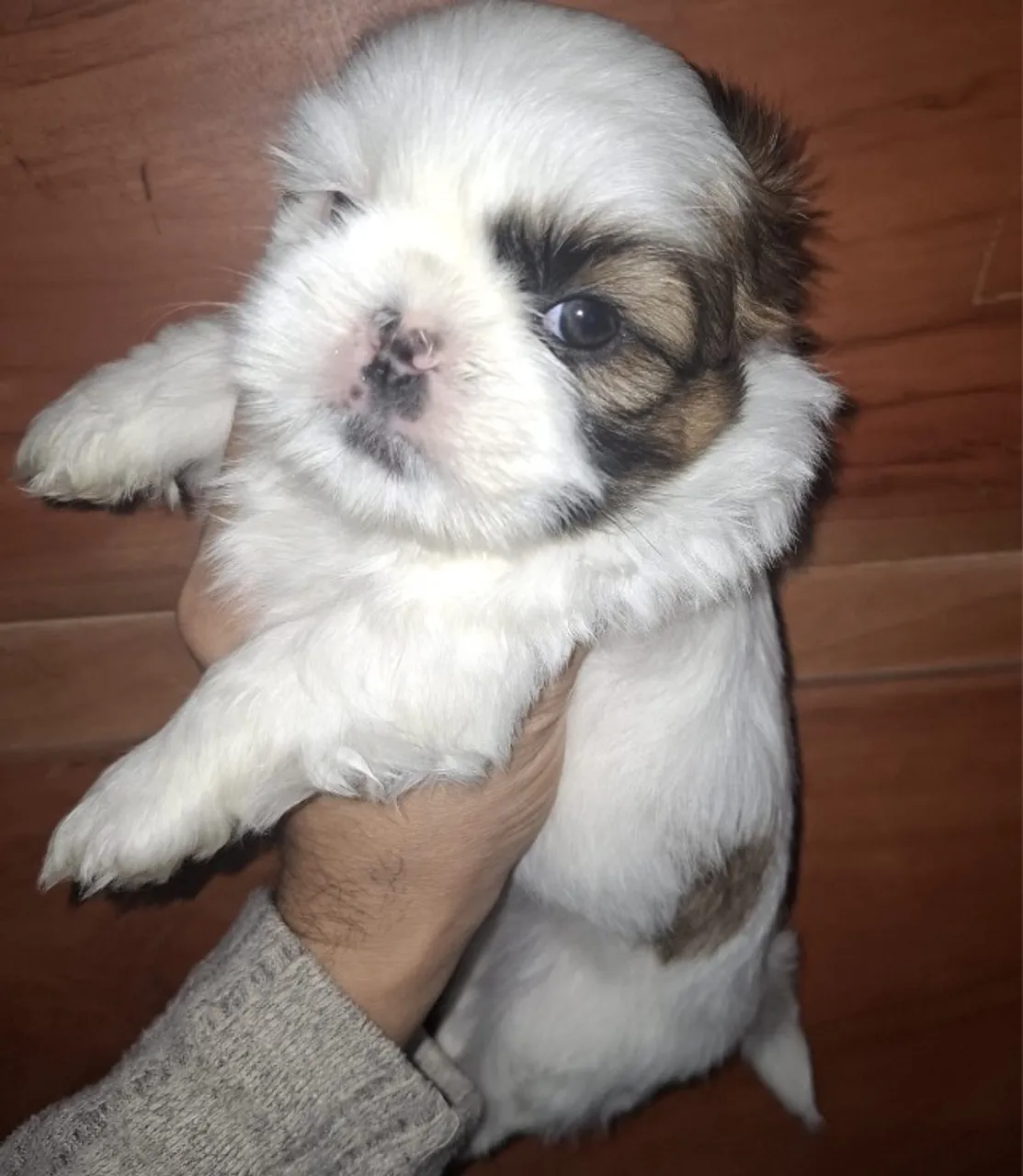 Filhote de Shih tzu