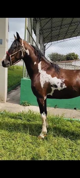 Mangalarga Paulista- Macho - Foto 5