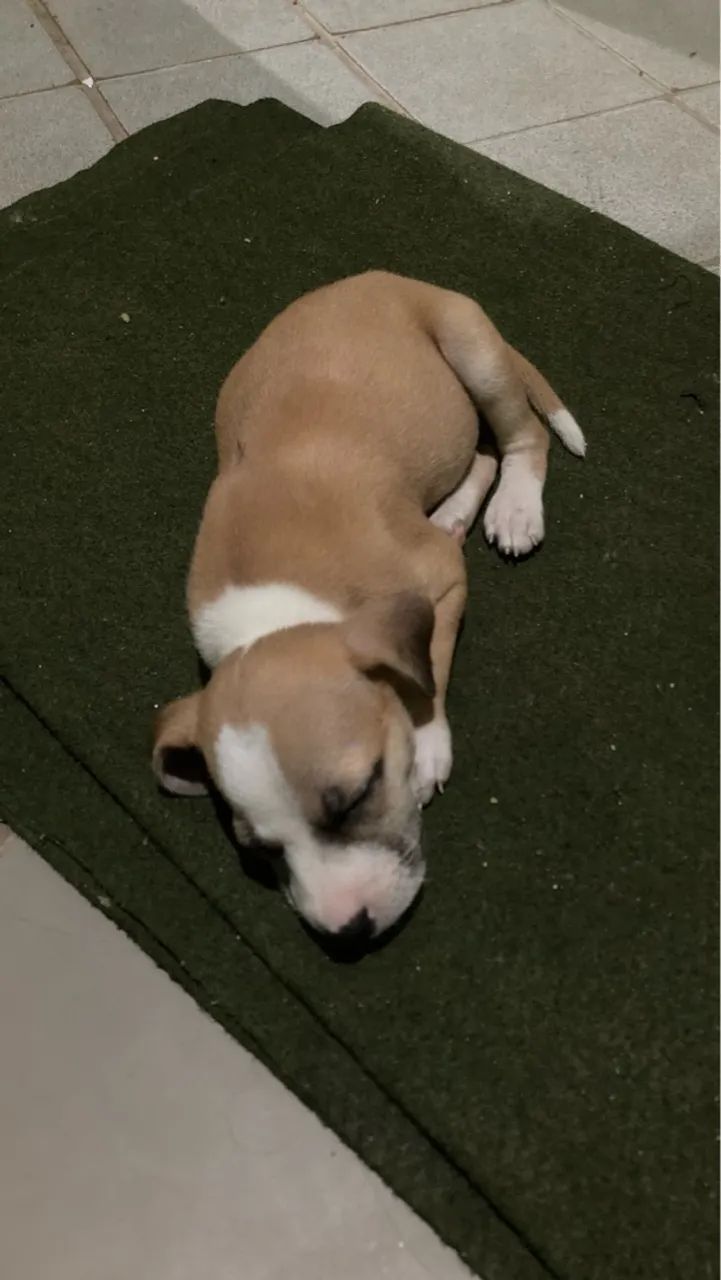 Filhote de Pitbull disponível  - Foto 3
