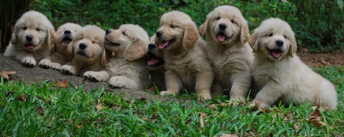 Golden Retriever - Filhotes a alegria da sua casa.