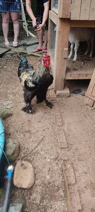 Vendo Galinhas, galos e pintinhos brahma - Foto 4