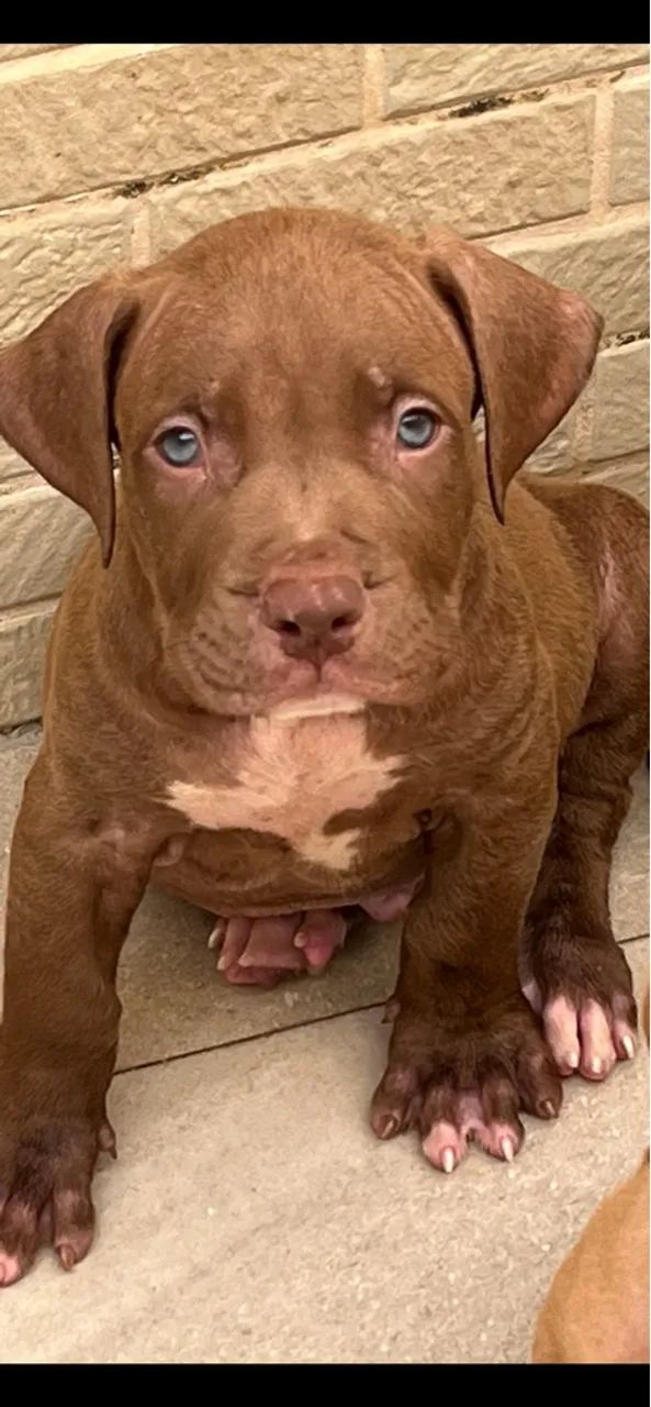 Filhote de Pitmonster- Fofo e Brincalhão - Foto 5