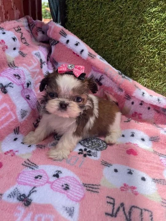 Shih Tzu belíssimos filhotes linhagem miudinha - Foto 3