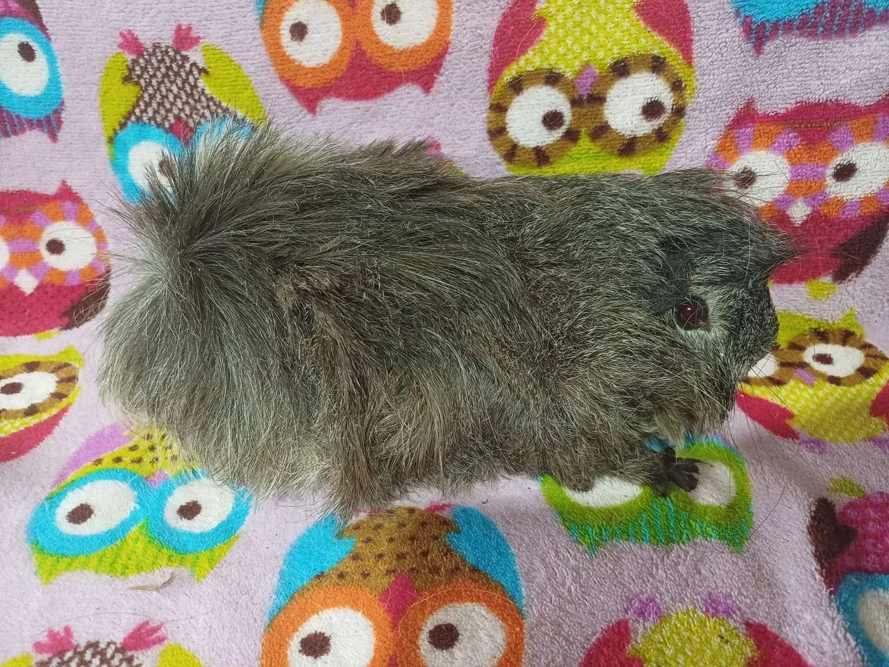 Porquinhos da india - Foto 3