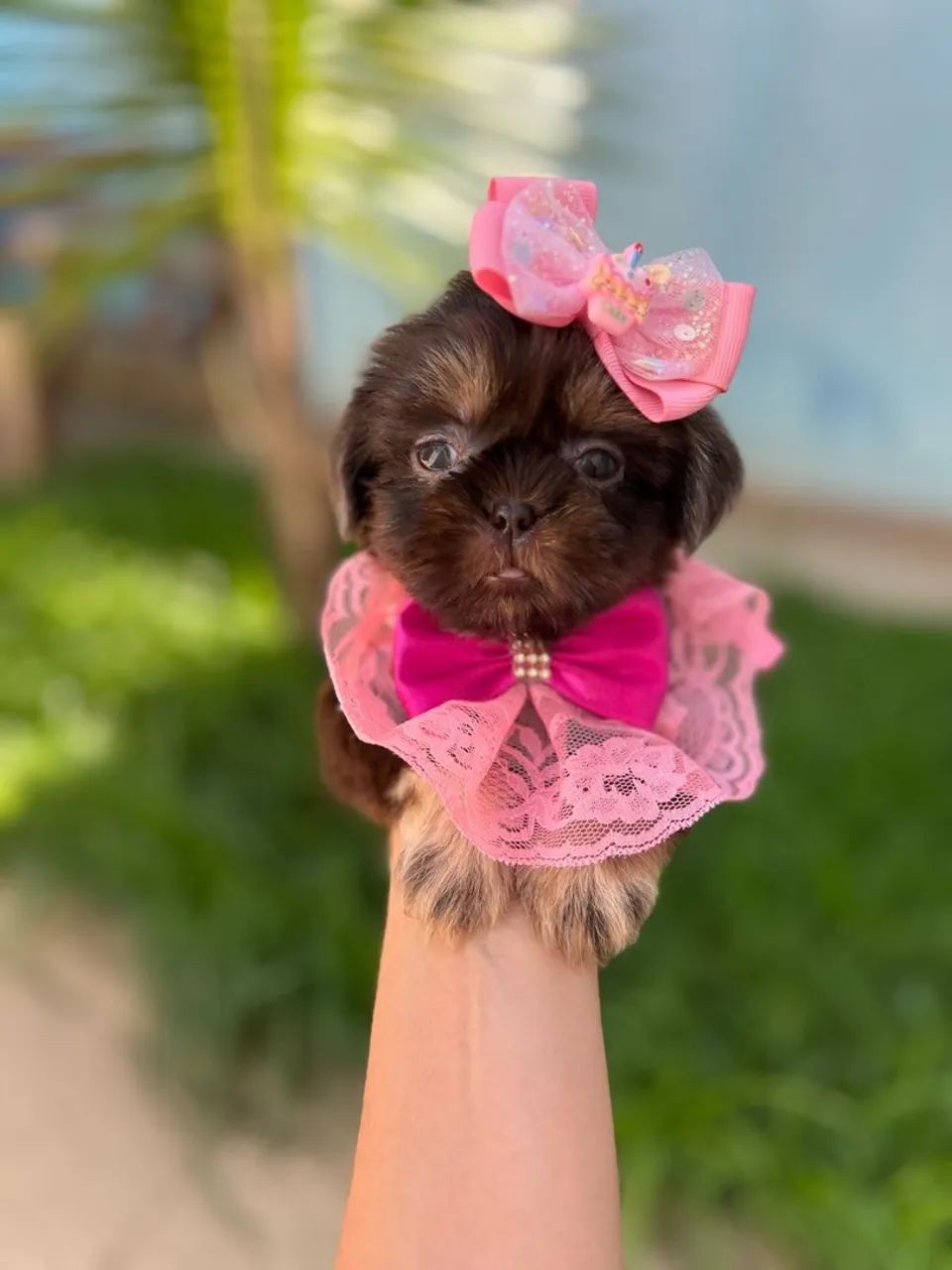 Shih Tzu Fêmea CHOCOLATE 