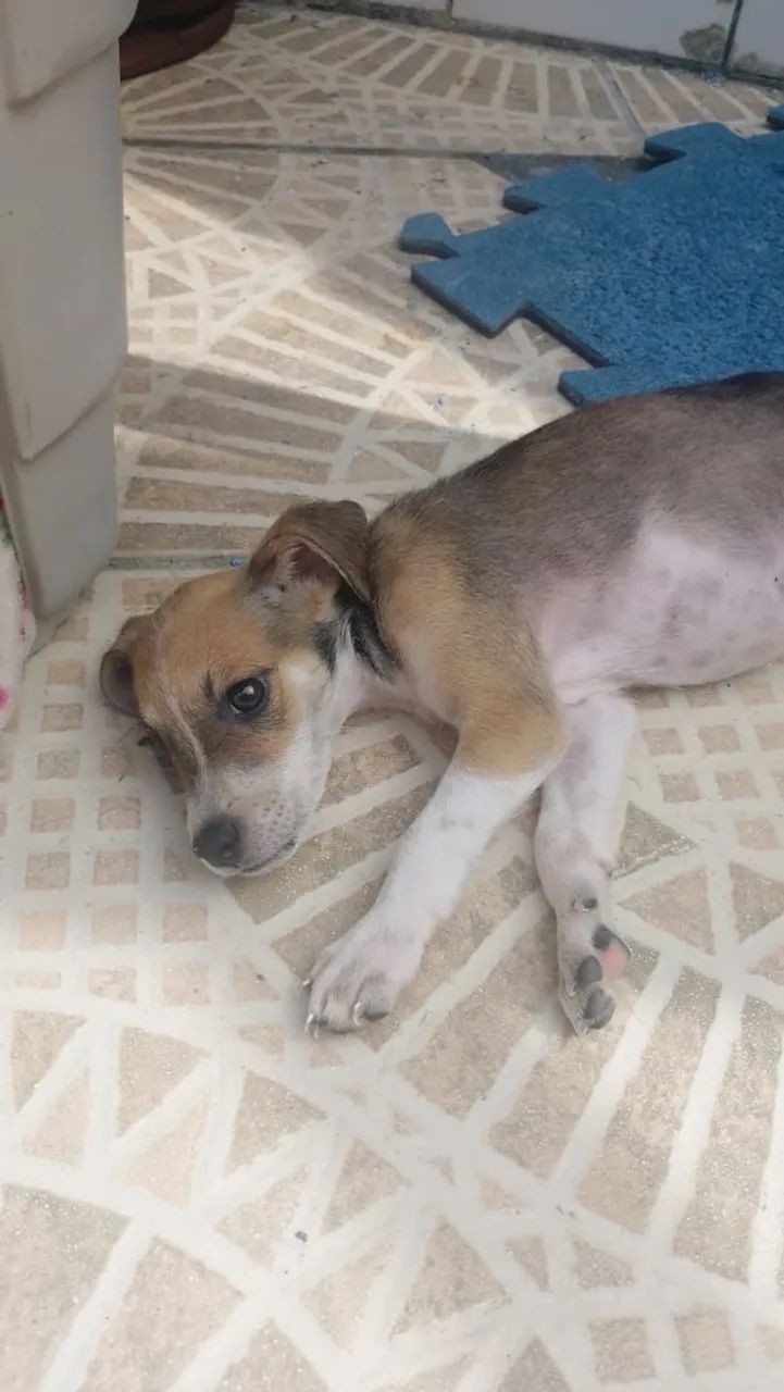 Filhote de cachorro - Foto 4