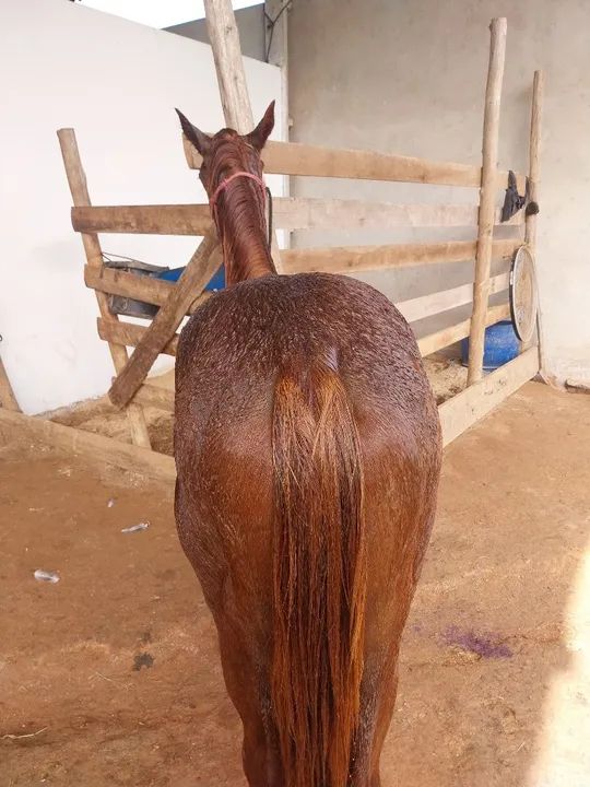 Potra Quarto de Milha - Foto 2