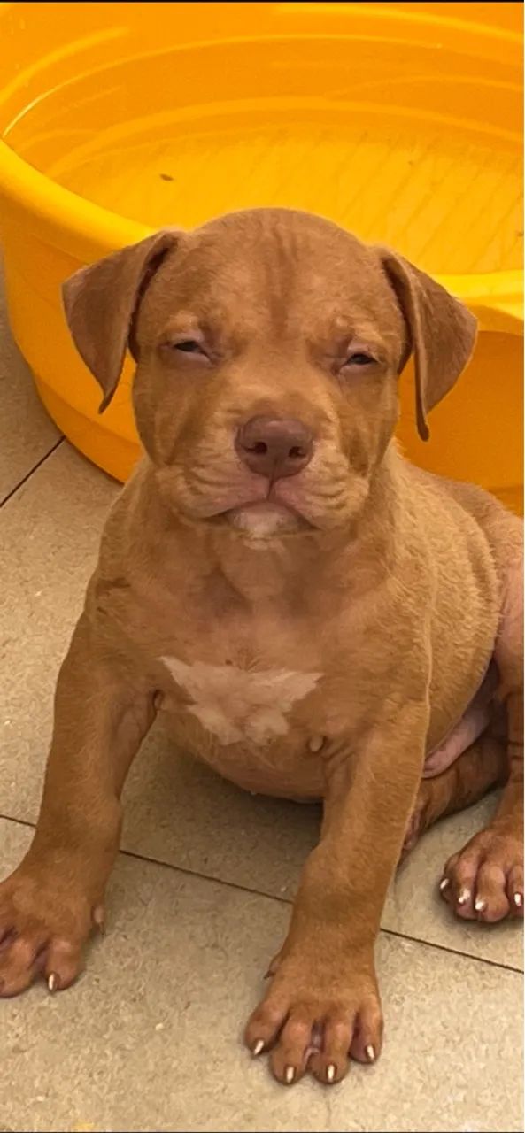 Filhote de Pitmonster- Fofo e Brincalhão - Foto 6