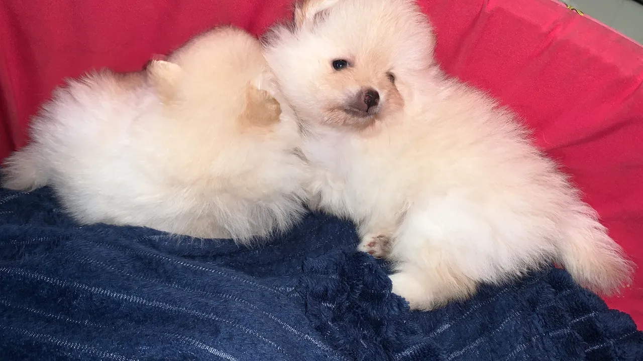 Filhotes de Spitz Alemão Lindos e Fofos