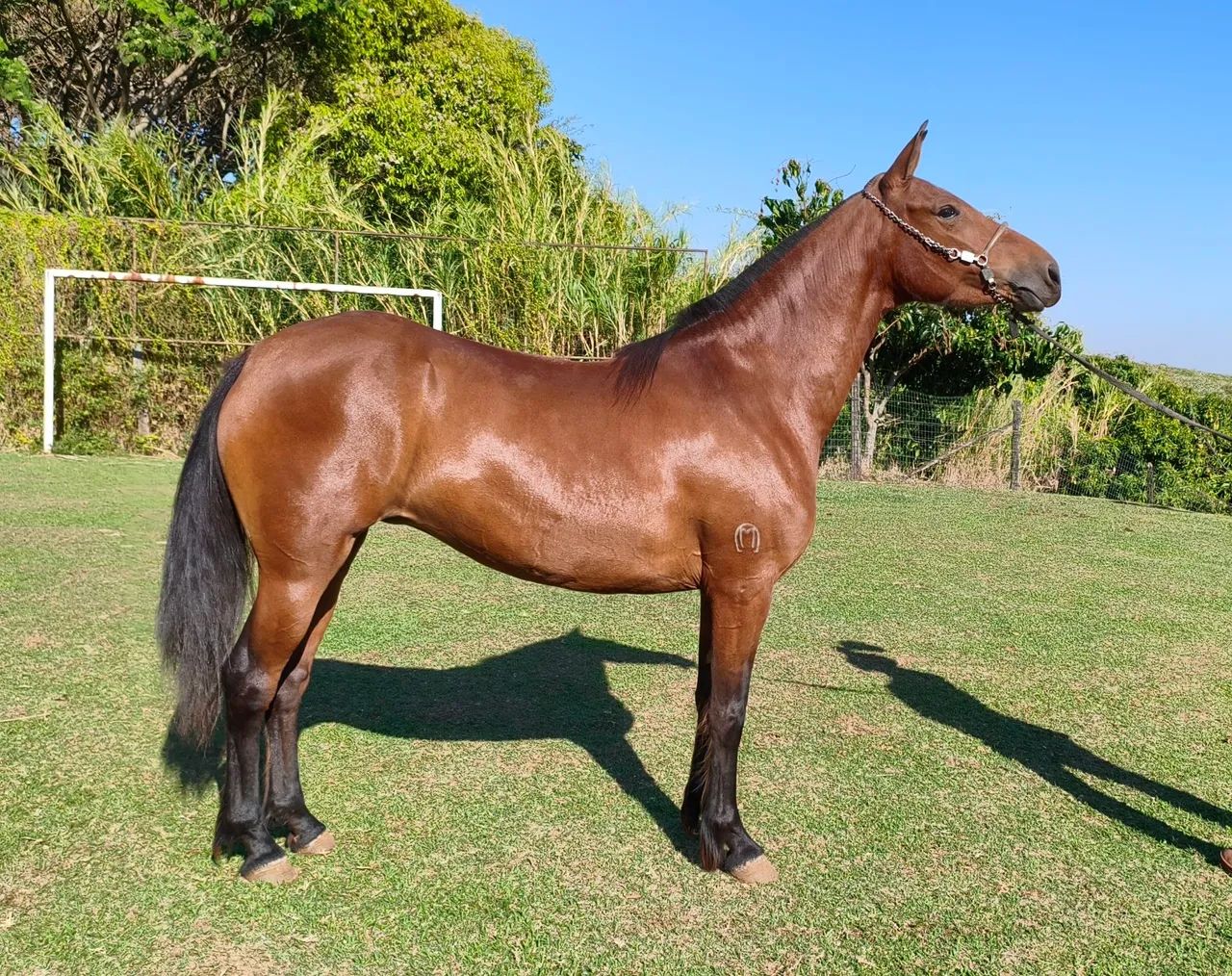 Égua Marcha Picada  Mangalarga Marchador  - Foto 3