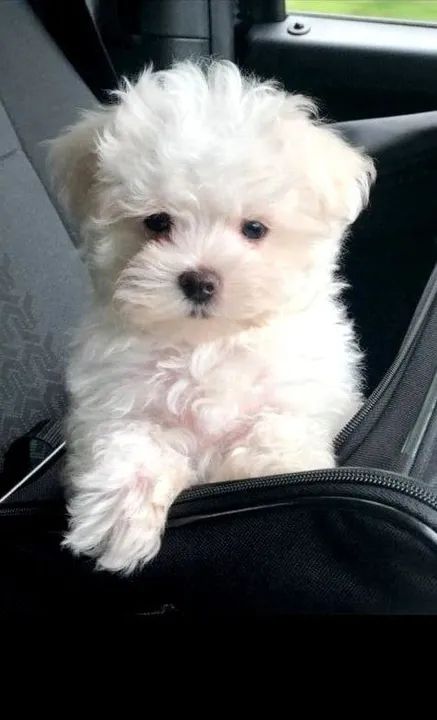 Maltês Filhotes Lindos - Foto 2